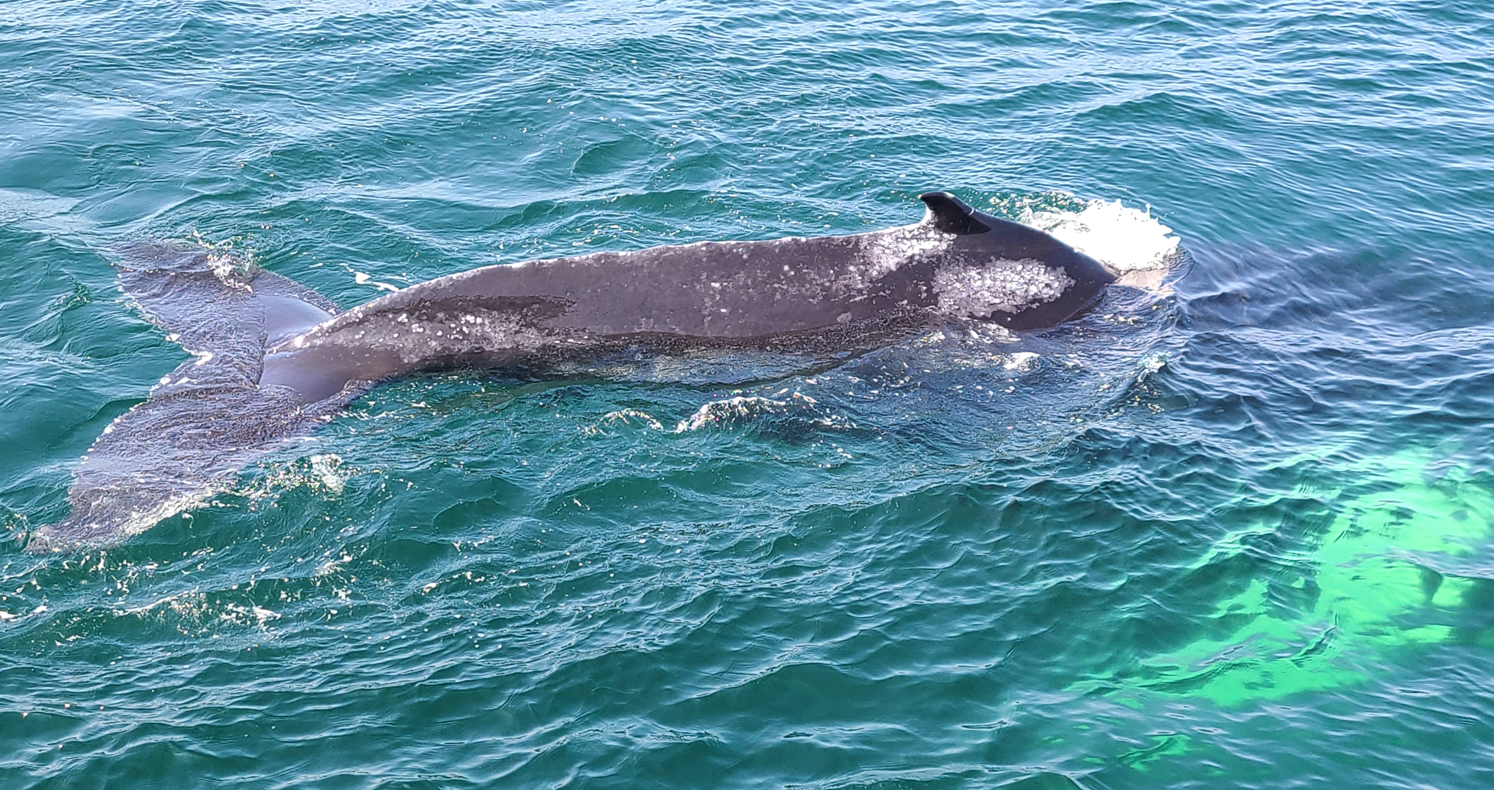 [13th Day-01, Messachusetts, Boston] 고래유람선, Whale watch
